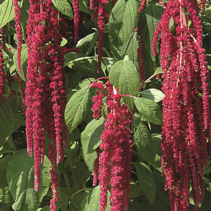 Park Seed Love-Lies-Bleeding Red Amaranthus Seeds