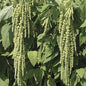 Park Seed Love-Lies-Bleeding Green Amaranthus Seeds