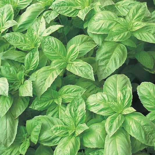 Park Seed Nufar Hybrid Basil Seeds