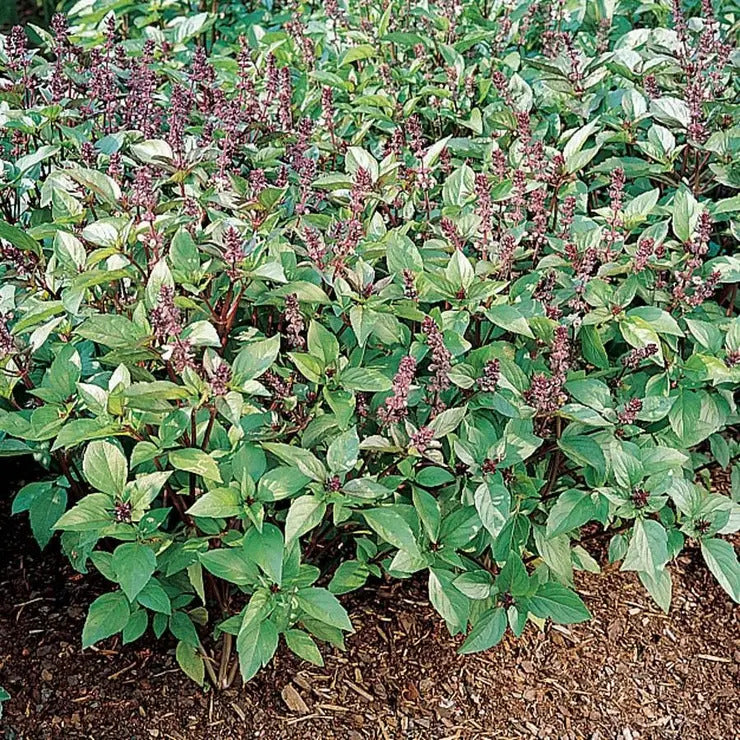 Park Seed 'Cinnamon' Basil Seeds