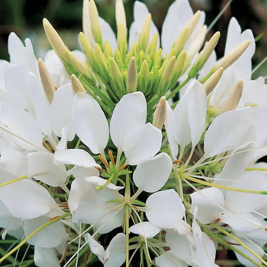 Park Seed Sparkler White Spider Flower Seeds