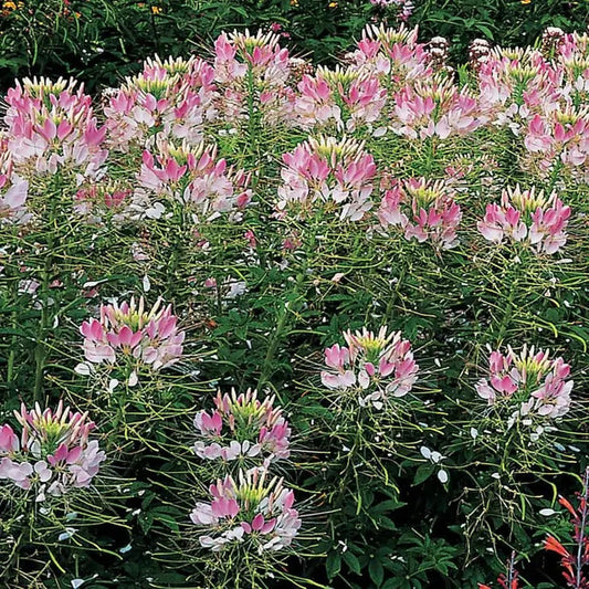 Park Seed Sparkler Blush Spider Flower Seeds