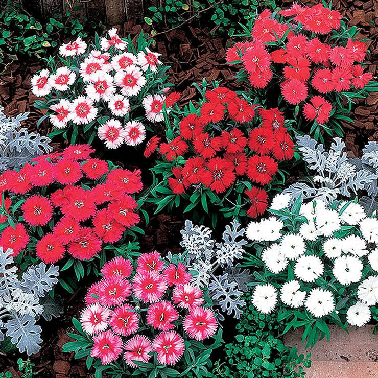 Park Seed Carpet Mix Dianthus Seeds