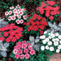 Park Seed Carpet Mix Dianthus Seeds