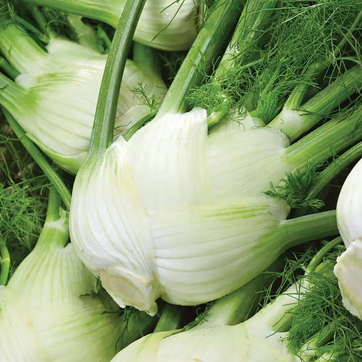 Park Seed Florence Fennel Seeds