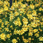 Park Seed Dakota Gold Helenium Seeds