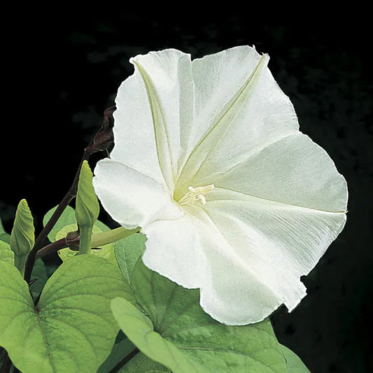 Park Seed Moonflower Plant Vine Seeds