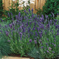 Park Seed Ellagance Purple Lavender Seeds