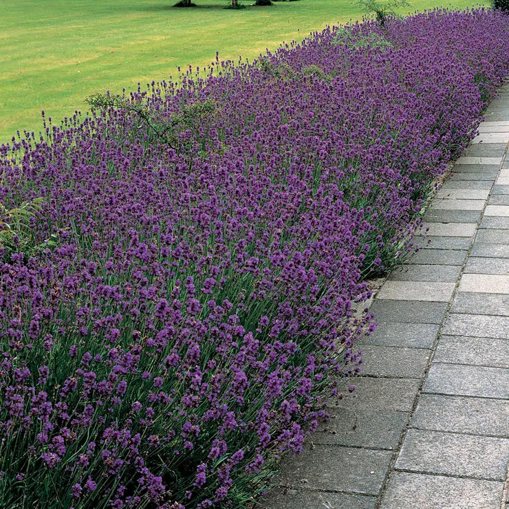 Park Seed Munstead Lavender Heirloom Seeds