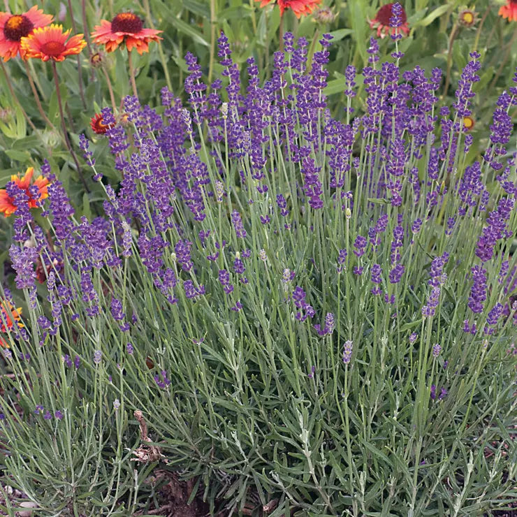 Park Seed English Lavender Seeds