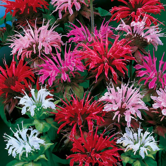 Park Seed Panorama Mix Bee Balm Seeds