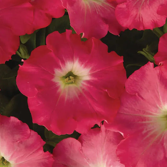 Park Seed Easy Wave Rosy Dawn Hybrid Petunia Seeds