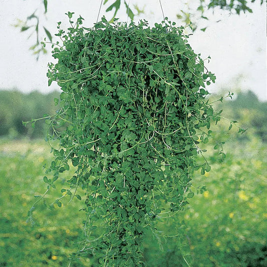 Park Seed Pennyroyal Seeds