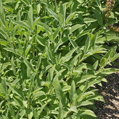 Park Seed Sage Seeds