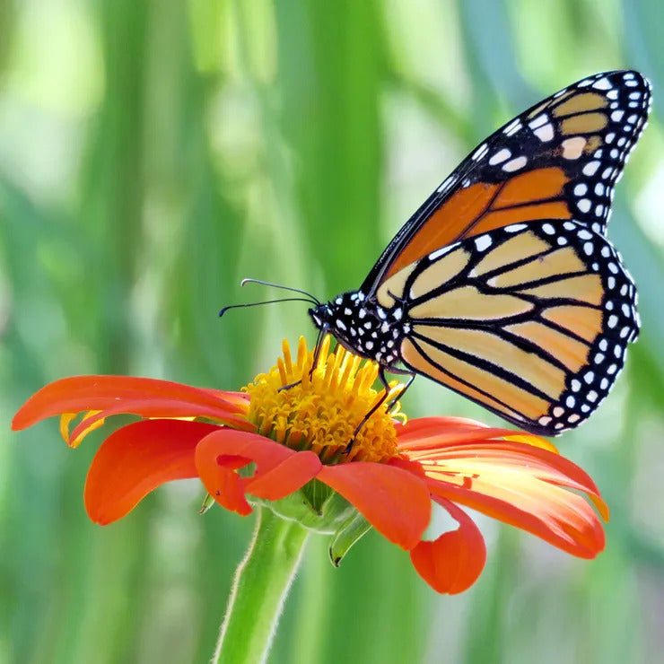 Park Seed Fiesta del Sol Mexican Sunflower Seeds