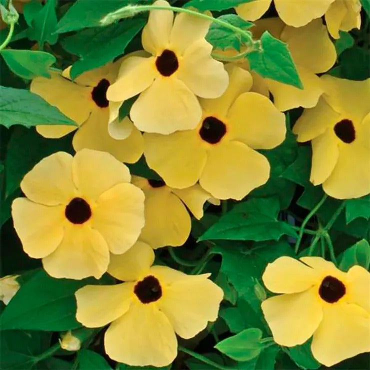 Park Seed Susie Yellow Black-Eyed Susan Vine Thunbergia Seeds