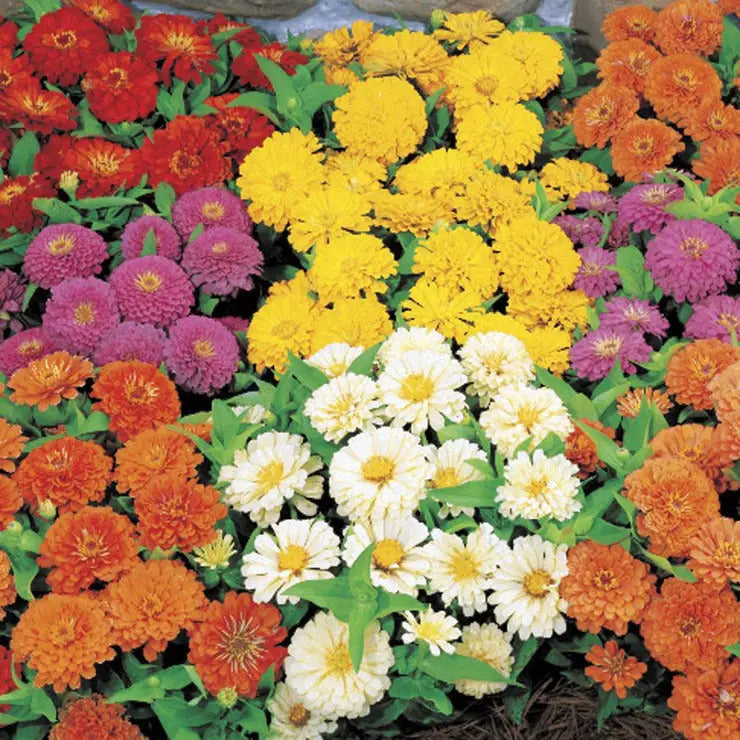 Park Seed Dreamland Mix Hybrid Zinnia Seeds