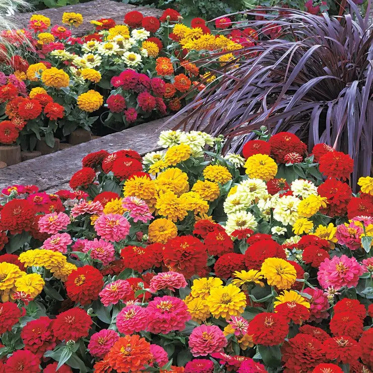 Park Seed Dreamland Mix Hybrid Zinnia Seeds