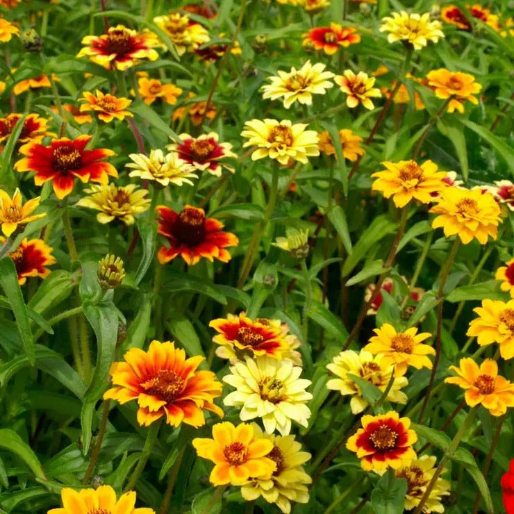 Park Seed Persian Carpet Mix Mexican Zinnia Seeds