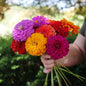 Park Seed Park's Picks Mix Zinnia Seeds