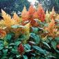 Park Seed 'Autumn's Touch' Amaranthus Seeds