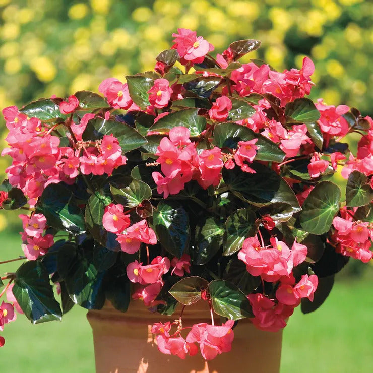 Park Seed BIG Rose with Bronze Leaf Begonia Seeds