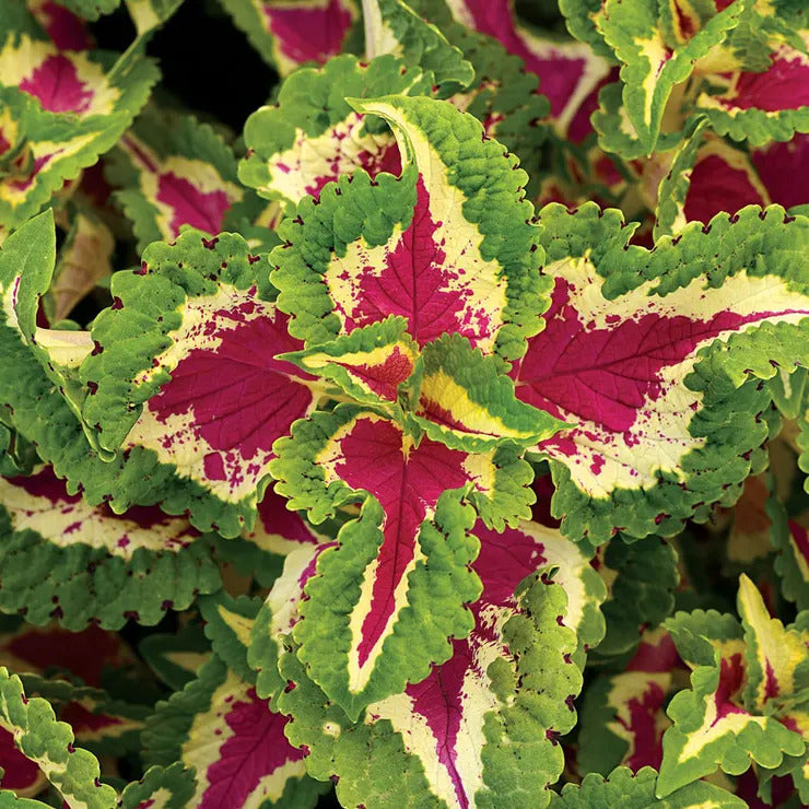 Park Seed Wizard Rose Coleus Seeds