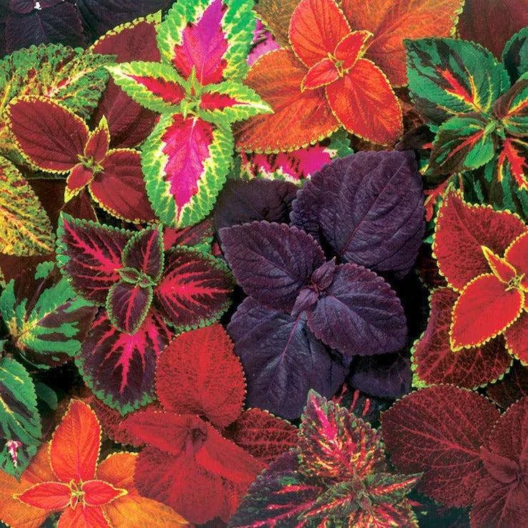 Park Seed Giant Exhibition Complete Mix Coleus Heirloom Seeds