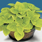 Park Seed Giant Exhibition Limelight Coleus Seeds