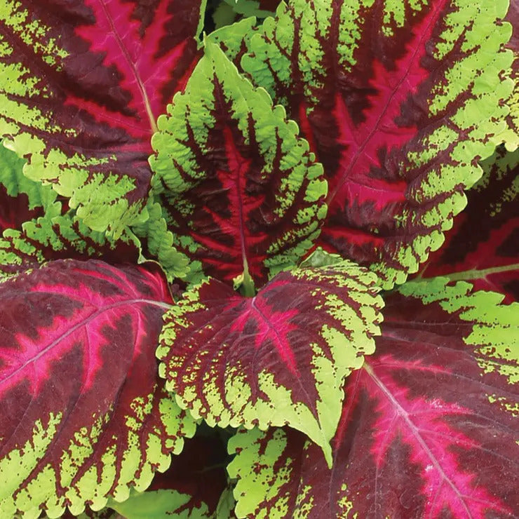 Park Seed Kong Mosaic Premium Shade Coleus Seeds