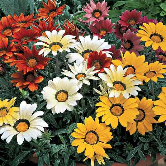 Park Seed Frosty Kiss Mix Gazania Seeds