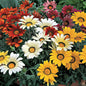 Park Seed Frosty Kiss Mix Gazania Seeds