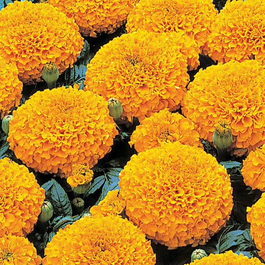 Park Seed Park's Whopper Orange Marigold Seeds