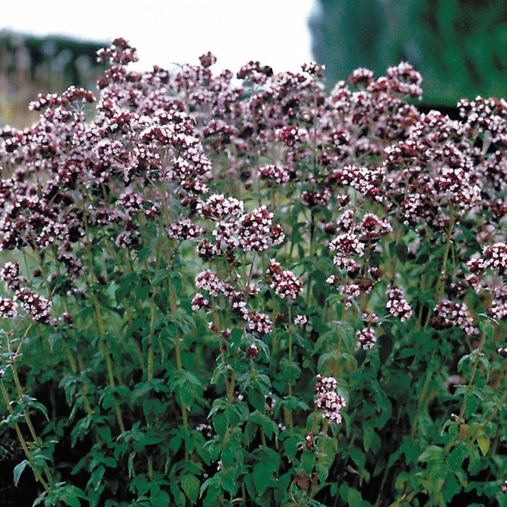 Park Seed Oregano Seeds