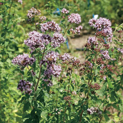 Park Seed Oregano Seeds