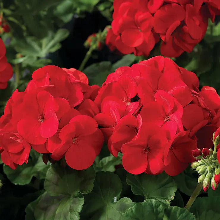 Park Seed Maverick Scarlet Geranium Seeds