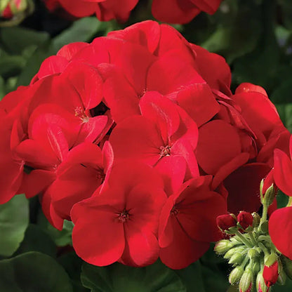 Park Seed Maverick Scarlet Geranium Seeds