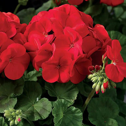 Park Seed Maverick Scarlet Geranium Seeds