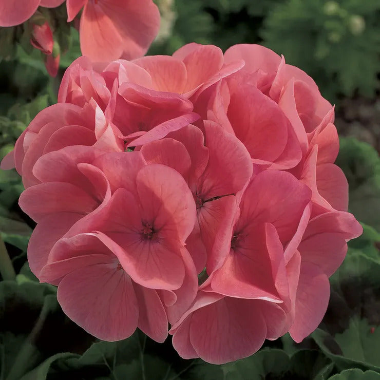 Park Seed Maverick Salmon Hybrid Geranium Seeds