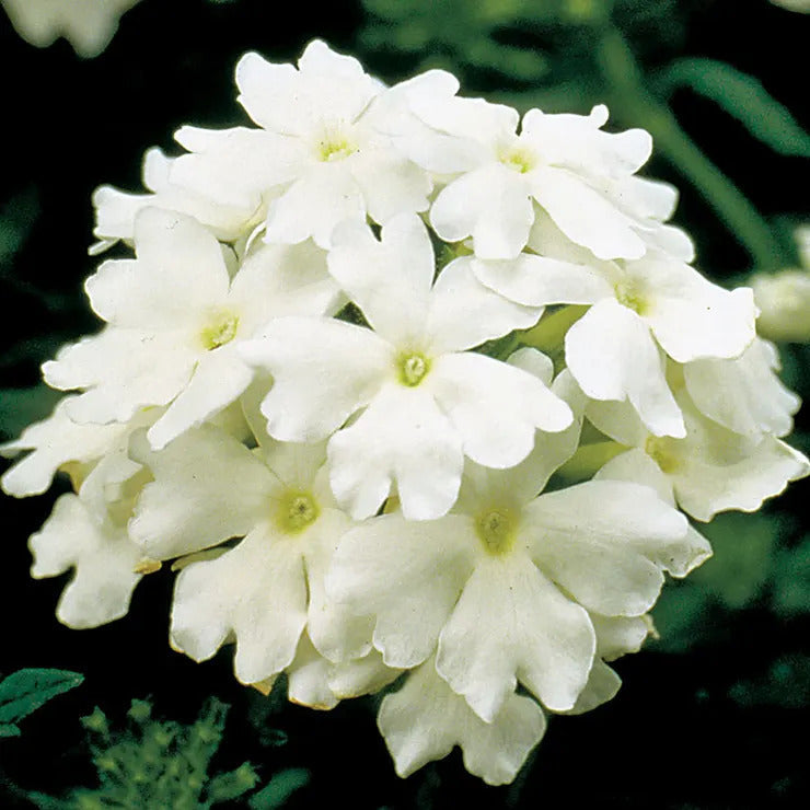 Park Seed Obsession White Hybrid Verbena Seeds