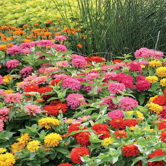 Park Seed Magellan Mix Zinnia Seeds