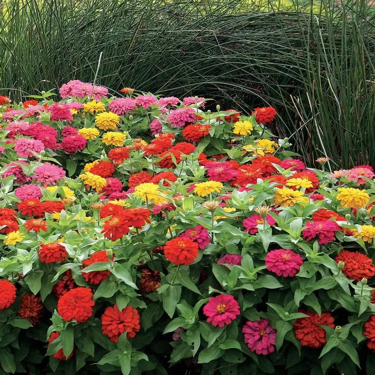 Park Seed Magellan Mix Zinnia Seeds