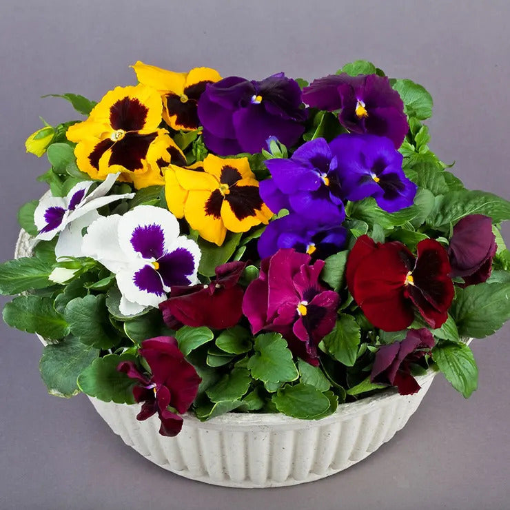 Park Seed Majestic Giants II Mix Pansy Seeds