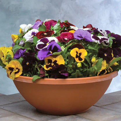 Park Seed Majestic Giants II Mix Pansy Seeds