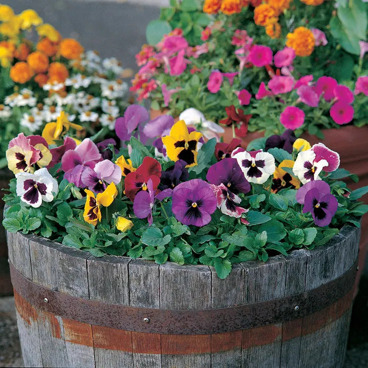 Park Seed Majestic Giants II Mix Pansy Seeds