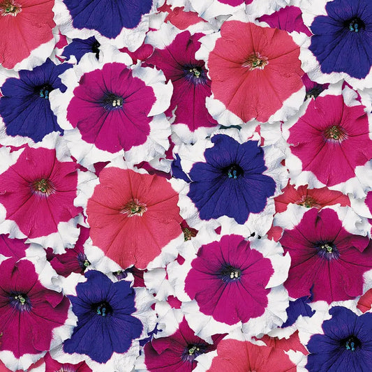 Park Seed Donna Picotee Mix Petunia Seeds