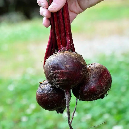 Park Seed Detroit Dark Red Beet Seeds