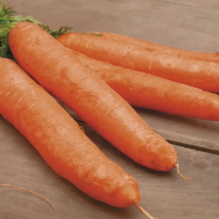 Park Seed Little Finger Carrot Seeds