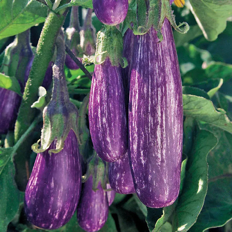 Park Seed Fairy Tale Hybrid Eggplant Seeds