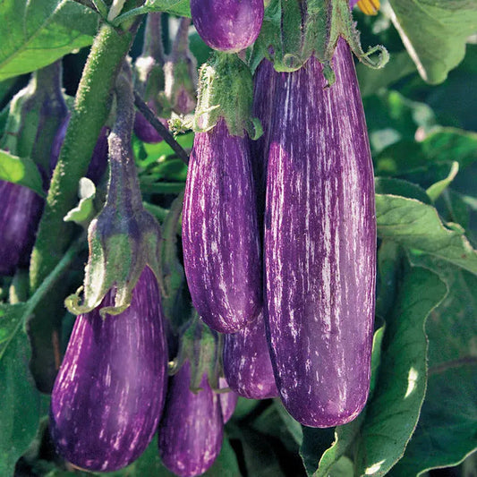 Park Seed Fairy Tale Hybrid Eggplant Seeds